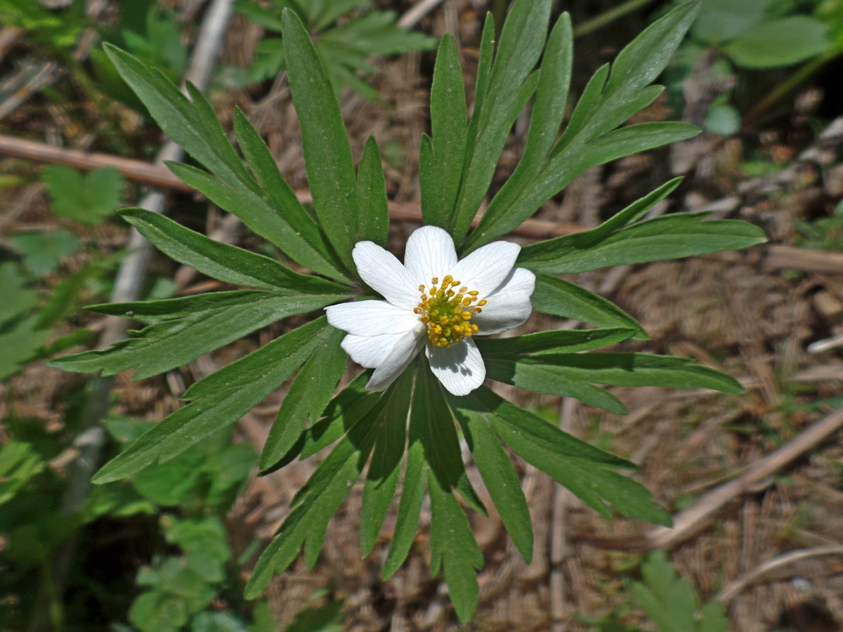 Изображение особи Anemone caerulea.