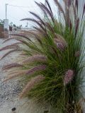 Pennisetum setaceum