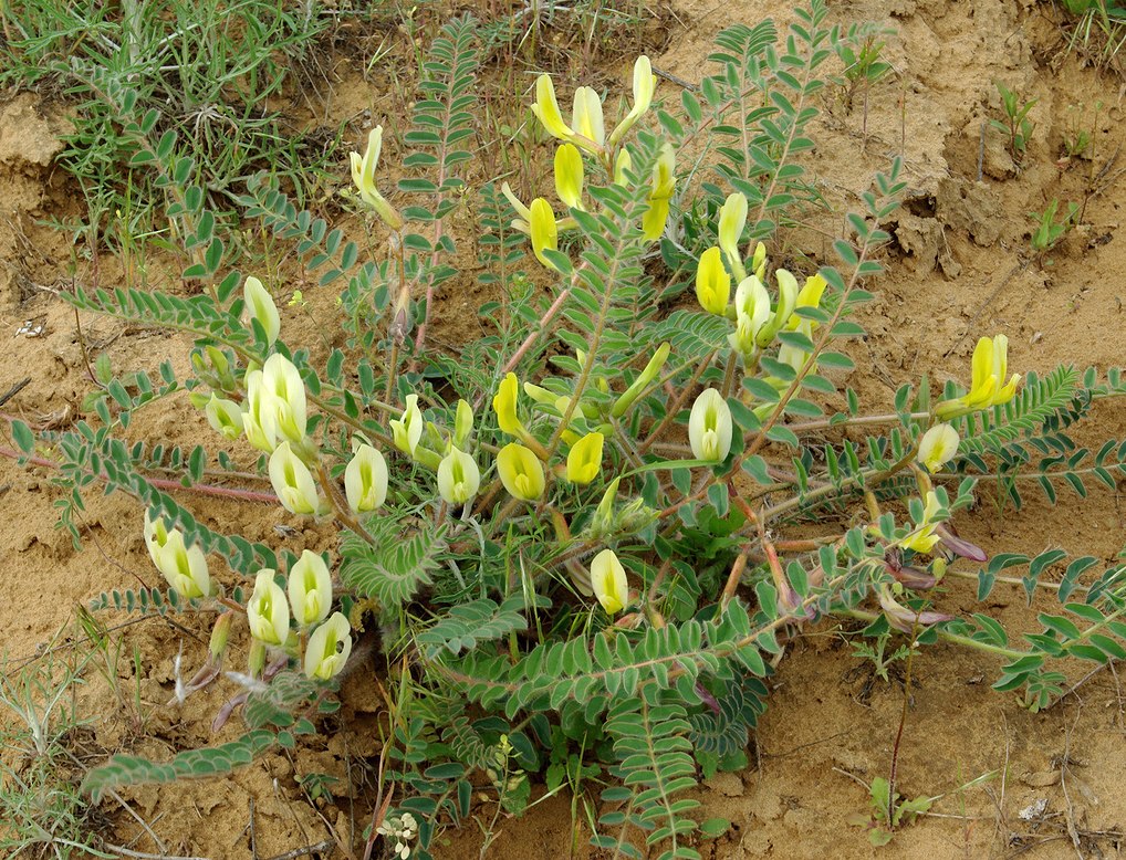 Изображение особи Astragalus longipetalus.