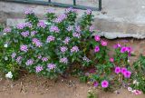 Catharanthus roseus