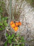 Pilosella aurantiaca