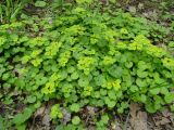 Chrysosplenium alternifolium. Куртина цветущих растений. Московская обл., ГО Подольск, мкр-н Климовск, широколиственный лес. 09.05.2023.