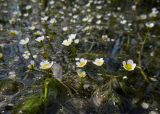 Ranunculus × glueckii. Побеги с цветками и листьями. Ростовская обл., Азовский р-н, окр. с. Кугей, Кугейская падь, в канале. 16.05.2023.