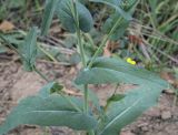 Brassica campestris. Средняя часть побега. Татарстан, Агрызский р-н, окр. с. Красный Бор, край убранного поля. 30.09.2023.