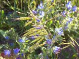 Bromus japonicus. Соцветие. Курская обл., г. Железногорск, школьный стадион. 3 июля 2007 г.