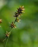 Carex polyphylla. Общее соцветие. Киргизия, Джалал-Абадская обл., Западный Тянь-Шань, северный берег оз. Сары-Челек, ≈ 1900 м н.у.м., влажный луг. 13.07.2022.