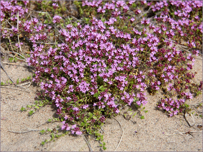 Изображение особи Thymus serpyllum.