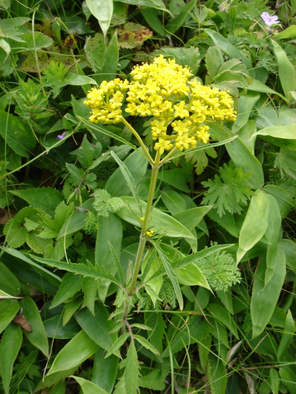 Изображение особи Patrinia scabiosifolia.