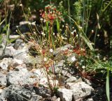 Androsace lactiflora