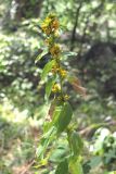 Solidago virgaurea ssp. taurica