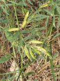 Astragalus arenarius. Побег с плодами. Псковская обл., Себежский р-н. 14.07.2006