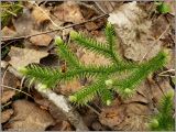 Lycopodium clavatum. Вегетирующее растение. Нижегородская обл., Первомайский р-н, Мордовский бор. 15 мая 2009 г.