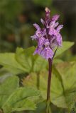 Dactylorhiza psychrophila