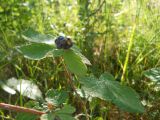 Rubus caesius