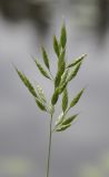 Bromus hordeaceus