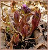 Pulmonaria obscura. Молодые побеги с бутонами в антоциановой раскраске. Чувашия, окрестности г. Шумерля, осиновый лес возле оз. Мочальное. 15 апреля 2009 г.