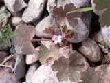 Geranium rotundifolium. Цветущее растение. Киргизия, Чуйская обл., северный склон Киргизского хр. Апрель.
