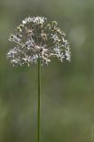 Allium decipiens. Верхушка побега с соцветием. Ростовская обл., Октябрский р-н, склон степной балки правого берега р. Аюта. 01.06.2011.