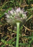 Allium quercetorum. Соцветие. Крым, Карадагский заповедник, залежь. 4 мая 2013 г.