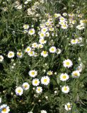 Anthemis ruthenica