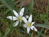 Ornithogalum fimbriatum. Цветущее растение. Киев, ботанический сад им. акад. Фомина (Киевского университета), многолетний самосев. 9 апреля 2014 г.