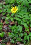 Doronicum orientale