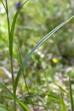 Scirpus sylvaticus