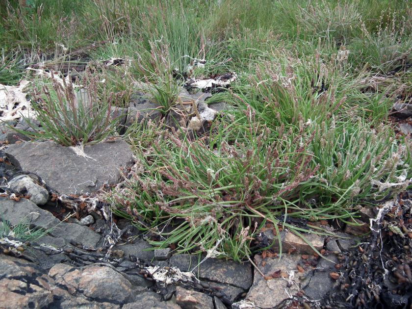 Изображение особи Plantago maritima ssp. subpolaris.