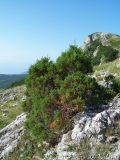 Juniperus foetidissima. Дерево на краю яйлы. Крымский природный заповедник, Бабуган-Яйла. 19.07.2009.