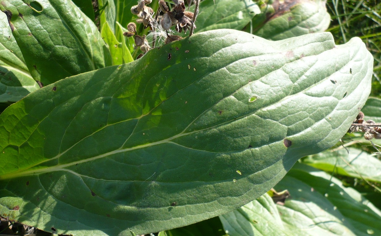 Изображение особи Cynoglossum officinale.