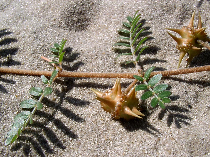 Изображение особи Tribulus terrestris.