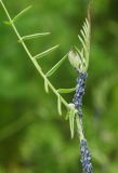 Vicia cracca. Верхушка побега, поражённого тлёй. Мурманская обл., ЗАТО г. Североморск, обочина шоссе Мурманск-Североморск. 04.07.2015.