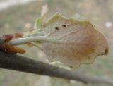 Populus alba. Молодой лист, поражённый тлёй (вид с нижней стороны). Иркутск, городской сквер, в культуре. 11.05.2015.