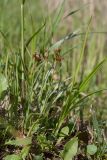 Luzula pallescens. Цветущее растение. Псковская обл., Пушкиногорский р-н, дер. Бугрово, граница луга и тростниковых зарослей у пруда на р. Луговка. 08.05.2016.