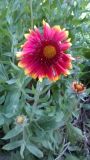 Gaillardia aristata