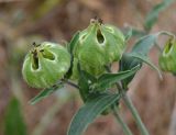 Melandrium latifolium. Созревающие плоды. Краснодарский край, г. Геленджик, Толстый мыс, обочина дороги. 01.06.2015.