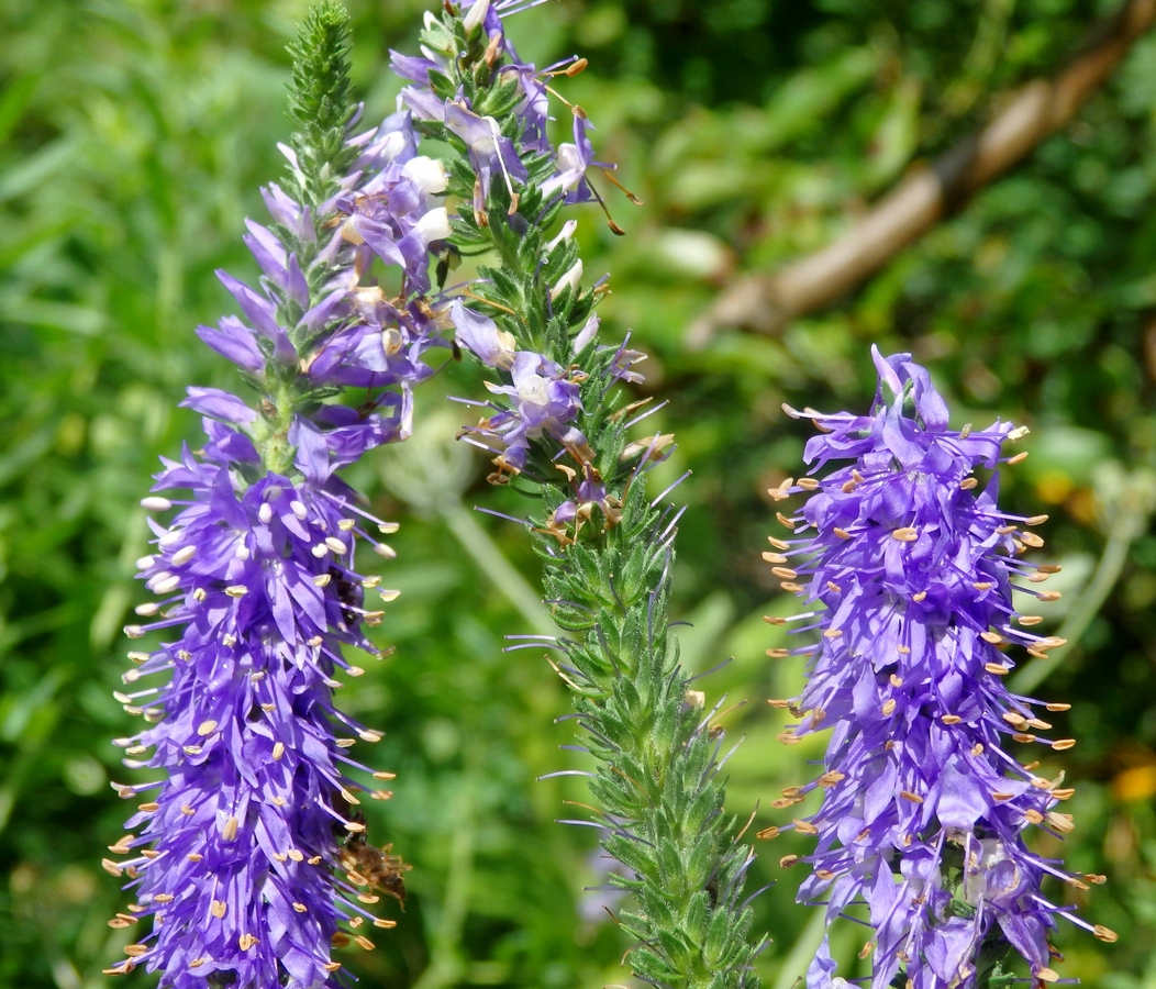 Изображение особи Veronica spicata.