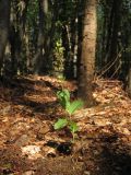 Epipactis helleborine. Цветущее растение. Крым, Ай-Петринская яйла, ур. Горохова дача, буковый лес. 3 июля 2016 г.