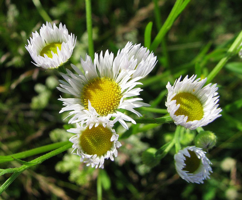 Изображение особи Erigeron annuus.