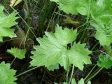 Petasites frigidus