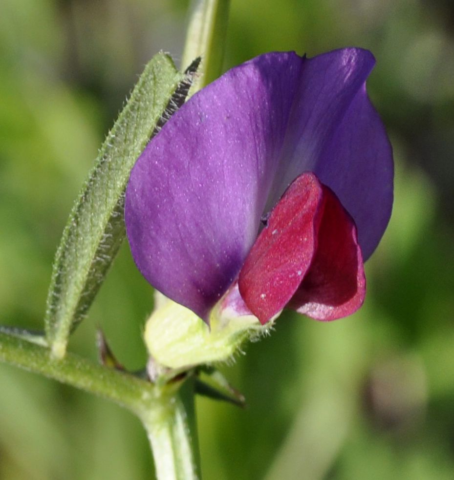 Изображение особи Vicia sativa.