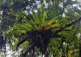 Asplenium nidus. Спороносящее растение на стволе дерева. Малайзия, штат Саравак, национальный парк Бако; о-в Калимантан, влажный тропический лес. 10.05.2017.