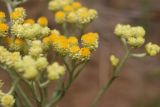 Helichrysum arenarium. Часть соцветия. Ростовская обл., Цимлянский р-н, пос. Дубравный, сосновые посадки на песке. 17.06.2017.