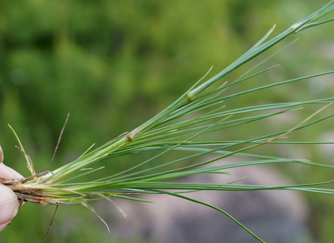 Изображение особи Eremogone saxatilis.