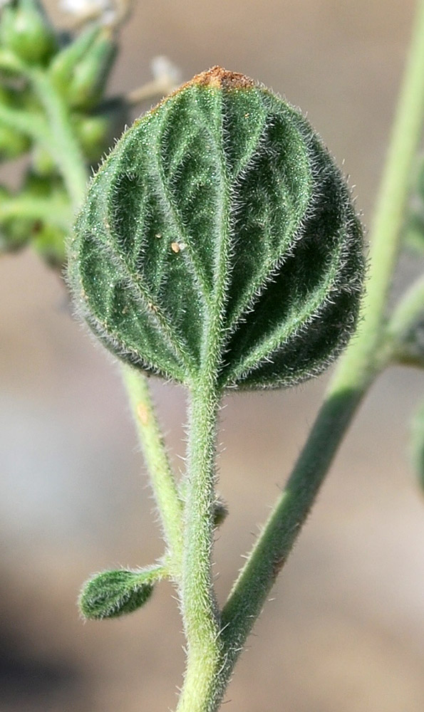 Image of Heliotropium olgae specimen.