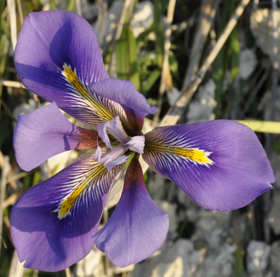 Изображение особи Iris unguicularis ssp. carica.