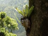 Asplenium nidus. Спороносящее растение на стволе дерева. Австралия, северо-восточный Квинсленд, южная часть национального парка Вурунуран (Wooroonooran), Mamu Tropical Skywalk. Конец сухого сезона (сезон gurreng). 01.10.2009.