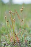 Luzula multiflora