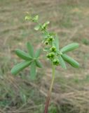 Gymnospermium odessanum. Верхушка растения с незрелыми плодами. Украина, Одесская обл., окр. п. Алтестово, побережье Хаджибейского лимана. 15.04.2010.