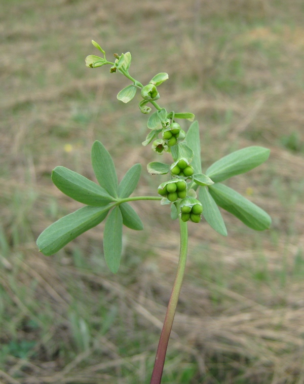 Изображение особи Gymnospermium odessanum.